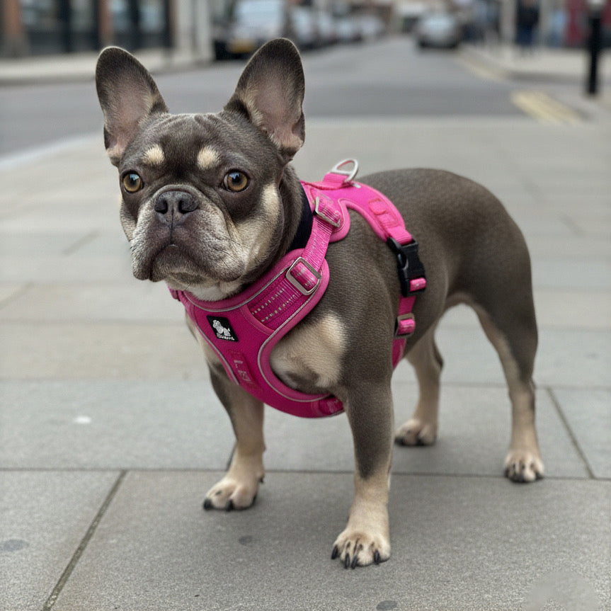 True Love Premium Harness - Hot Pink