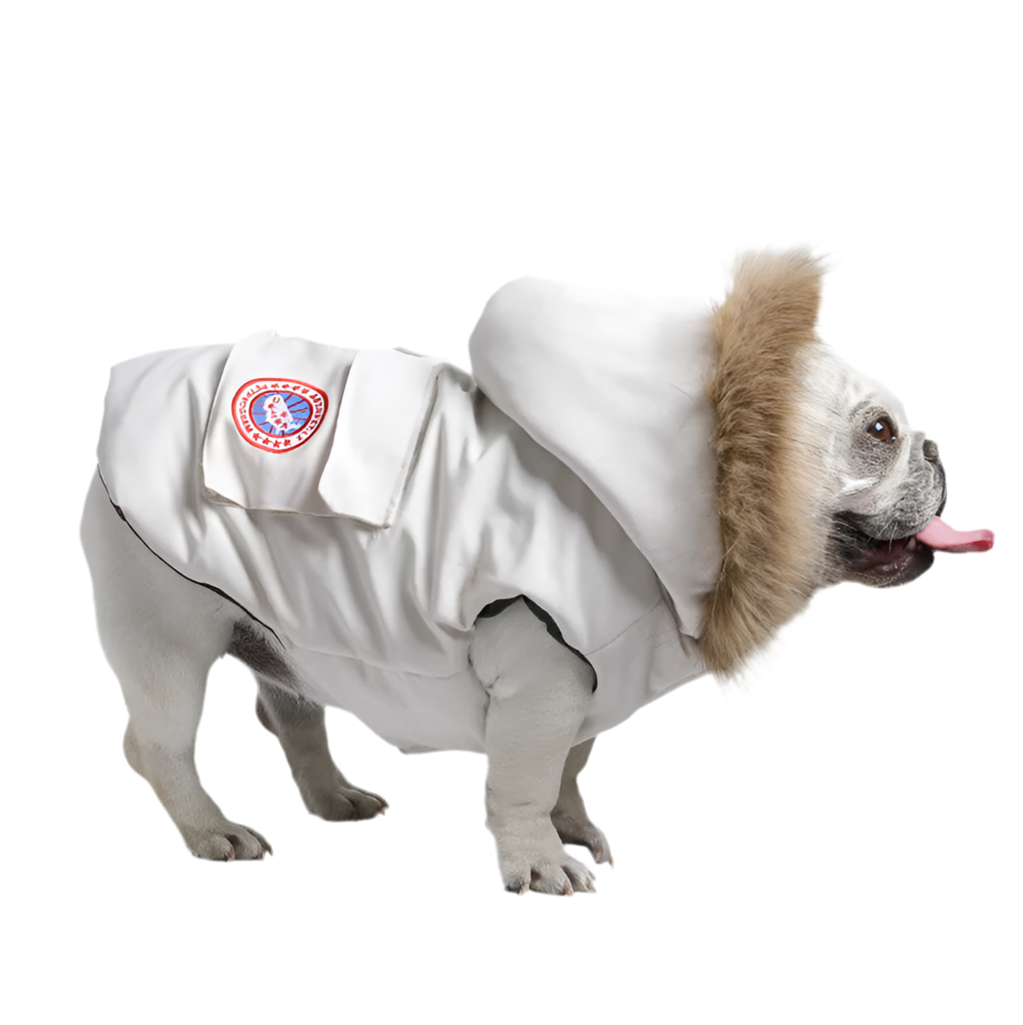 Winter designer dog jackets